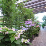 国分寺そば - 待ちスペースもあじさいがたくさん