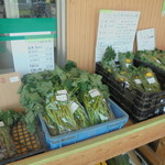 農産物直売所 こだま館 - 苗
