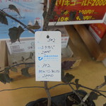 農産物直売所 こだま館 - 白樺