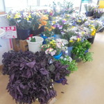 農産物直売所 こだま館 - 花卉と赤紫蘇