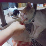 本庄鮮魚センター - エビをぜんぶ食べられたし