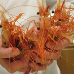 銀座 しのはら - 活ボタンエビ