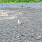 かねとも寿し - ウミネコにも狙われています。