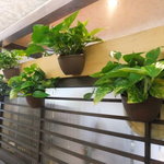 Yutaka - 観葉植物が飾られた癒しの空間！