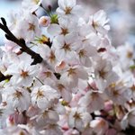 スナック　ウエスタン - 