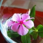 AVANI HAI PHONG HARBOUR VIEW - 