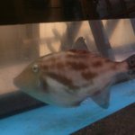 栄寿司 - 水槽にはハゲが・・・（2011年1月29日）