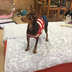 保護犬カフェ®︎ - 