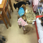保護犬カフェ®︎ - 