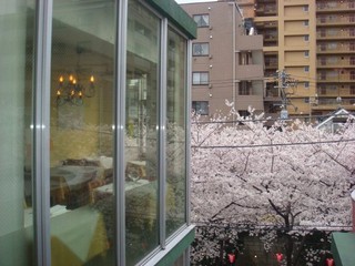 thipikkio - お花見の季節です。3Fから見下ろす桜はピンクの絨毯みたいです。