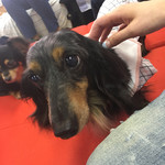 保護犬カフェ®︎ - 