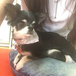 保護犬カフェ®︎ - 