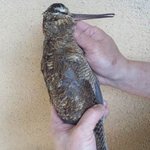 ベル･エポック - 超高級ジビエ、ベキャスとは。。。これだっ↑ワンツッスリー（笑）