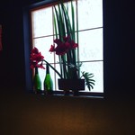 カモシヤ クスモト - 