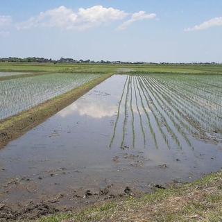 ◆完全無農薬なお米◆化学肥料も一切使用していません♪