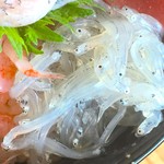 大間新栄丸 - 生シラス アップ