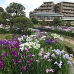 Unagi Nihon Ryouri Ebisuya - 堀切菖蒲園の花菖蒲