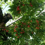 オウ ショウ カフェ - 