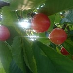 オウ ショウ カフェ - 