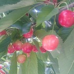 オウ ショウ カフェ - 