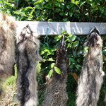 かたつむり - ハクビシンとアナグマ