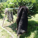 かたつむり - 熊