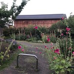 ケンタッキーフライドチキン - 近くの公園のタチアオイ