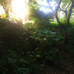 ガレージ ブルーベル - 庭の木漏れ日  幻想的。