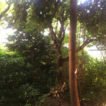 ガレージ ブルーベル - 庭の木   よく見ると籠のオブジェに雀さんたちがいます！