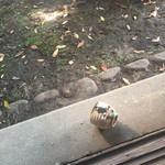 ガレージ ブルーベル - 豚さんの蚊取り線香  頑張ってます。