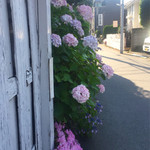 ガレージ ブルーベル - 小町通りから左折してしばらく歩くと紫陽花が
      綺麗に咲いてました。