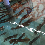 川村鮮魚 - 活イカ