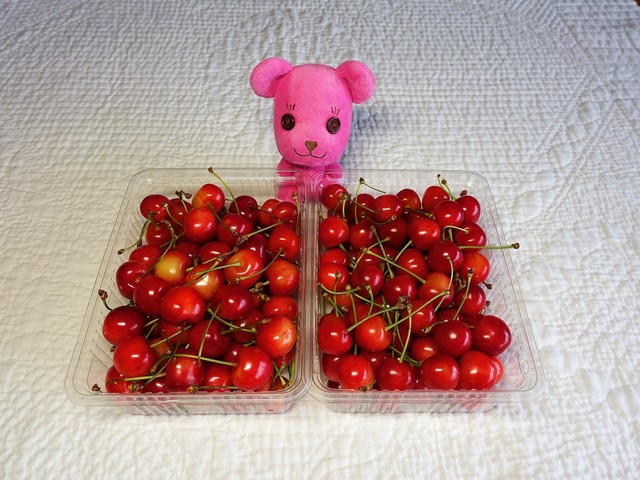 土田さくらんぼ農園 - 羽前高松（その他）の写真