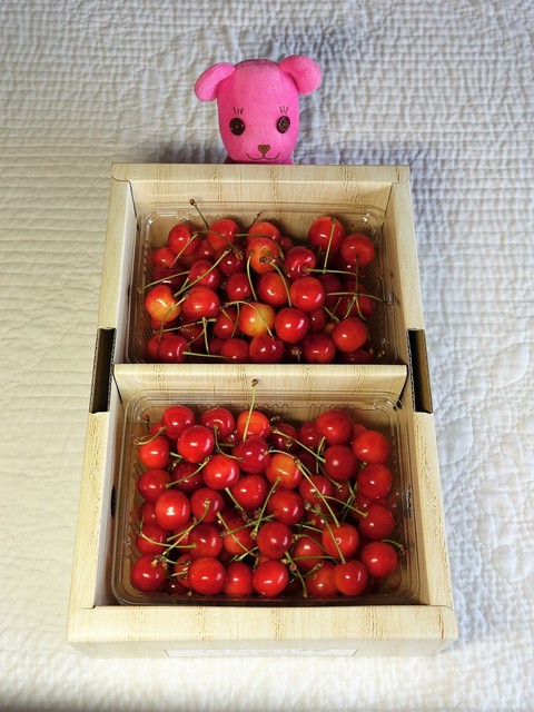 土田さくらんぼ農園 &ndash; 羽前高松で季節のさくらんぼ体験【山形・寒河江市】