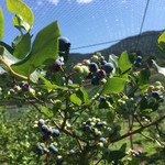 やさとブルーベリーファーム - 