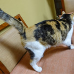 日の出 - 日の出さんちのレアキャラ♡