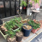 Spice&Dining KALA - 店前のハーブたち♡