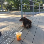 スターバックスコーヒー - 我が家のワンコです