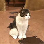 Cat Cafe てまりのおうち - くま吉(スコティッシュフォールド・男の子)何回も寝返りしながらずーっとテーブルで寝ていたコ