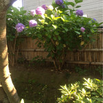 美鈴 - お隣の宝戒寺に咲いてた紫陽花