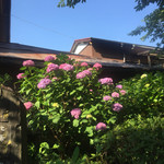 美鈴 - 近くに咲いてた紫陽花