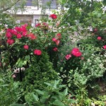 シェヌー - お庭のお花はマダムがお手入れしています！！