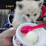 DOG DEPT.+CAFE Karuizawapurinsuten - [DOG MENU]豆乳ジェラート♨