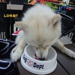 DOG DEPT.+CAFE - お行儀良くして下さい!!