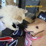 DOG DEPT.+CAFE Karuizawapurinsuten - ご挨拶??