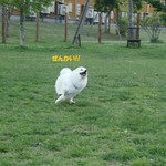 DOG DEPT.+CAFE Karuizawapurinsuten - 宇宙人顔。。