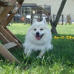 DOG DEPT.+CAFE Karuizawapurinsuten - 晴れると暑い!!