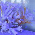 MARINA RESTAURANT TRIM - 