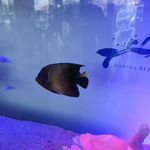 MARINA RESTAURANT TRIM - 