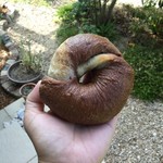 パン家アストレア - 【6月9日】カフェモカベーグル(150円)